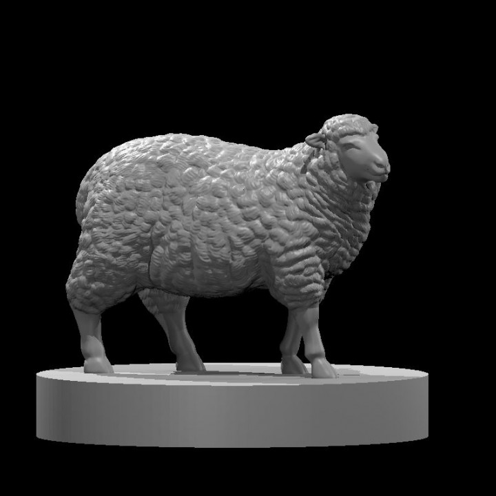 Sheep