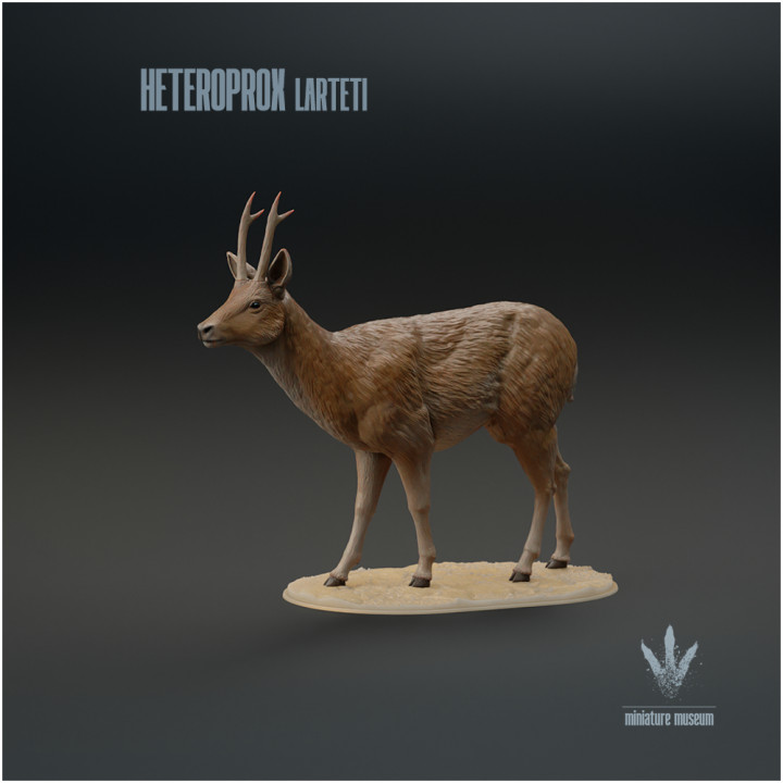 Heteroprox larteti : The Miocene Deer image
