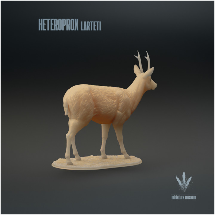 Heteroprox larteti : The Miocene Deer image