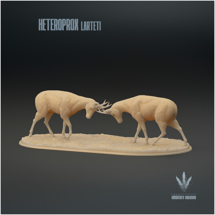 Heteroprox larteti : Clash image