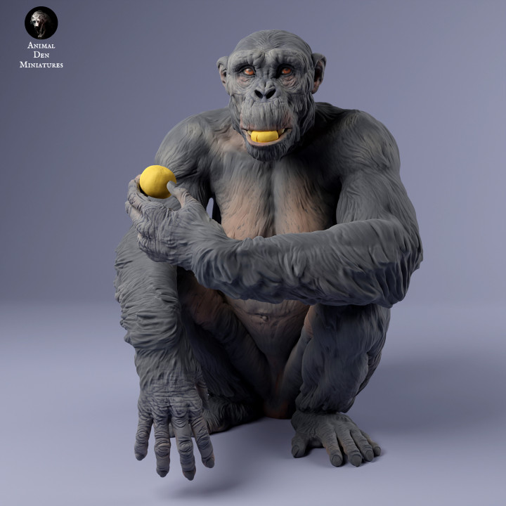 Common Chimpanzee Female Eat