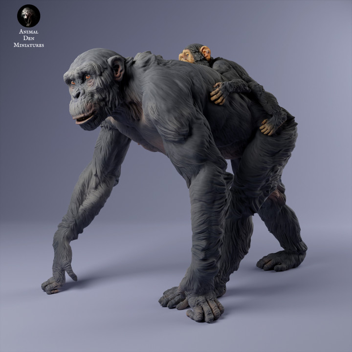 Common Chimpanzee Female with Infant