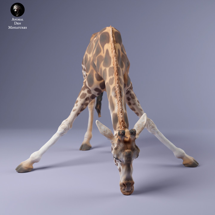 Rothschild's Giraffe Drinking image