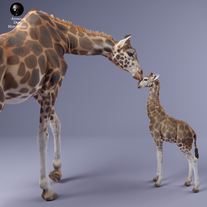 Rothschild's Giraffe Female and Calf