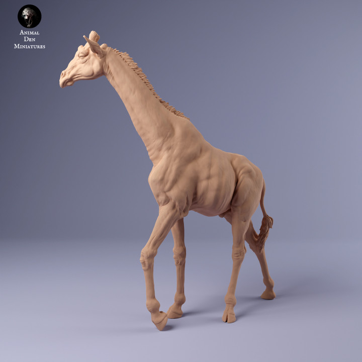 Rothschild's Giraffe Male image