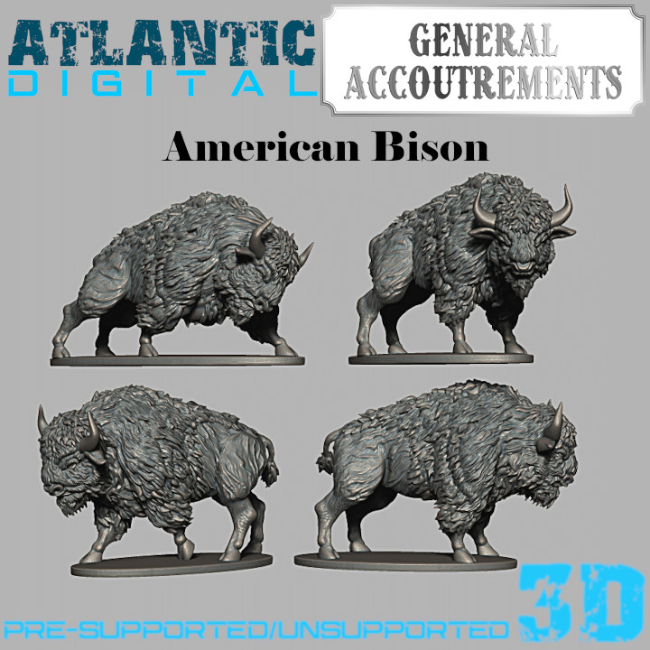 American Bison image