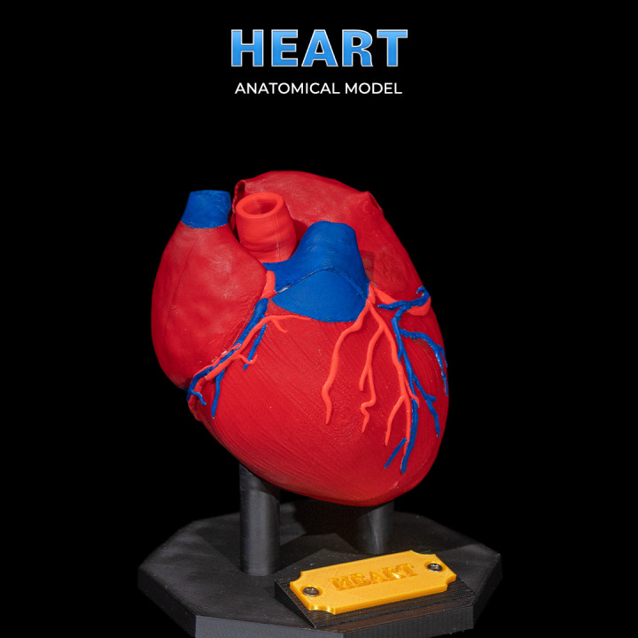 Heart Anatomical Model