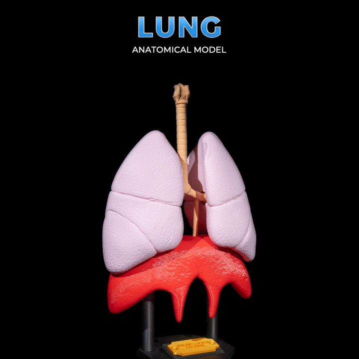 Lung Anatomical Model