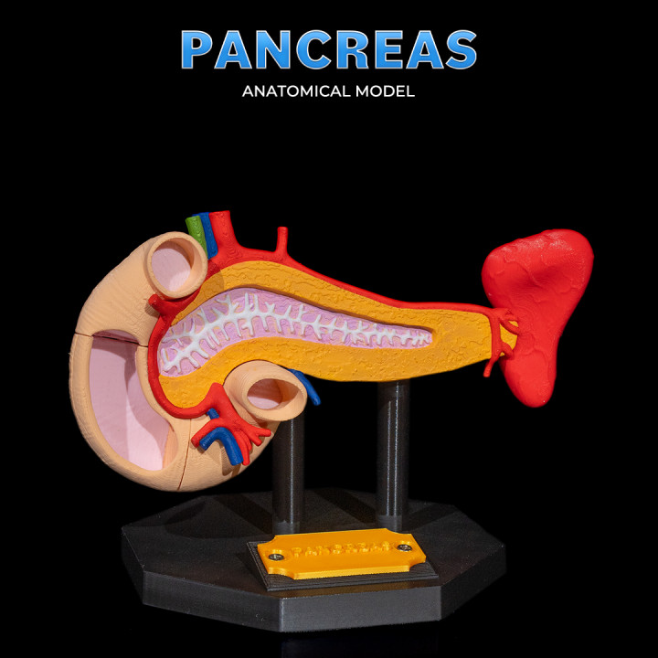 Pancreas Anatomical Model