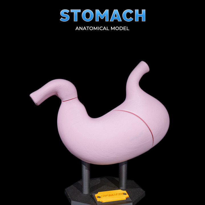 Stomach Anatomical Model image