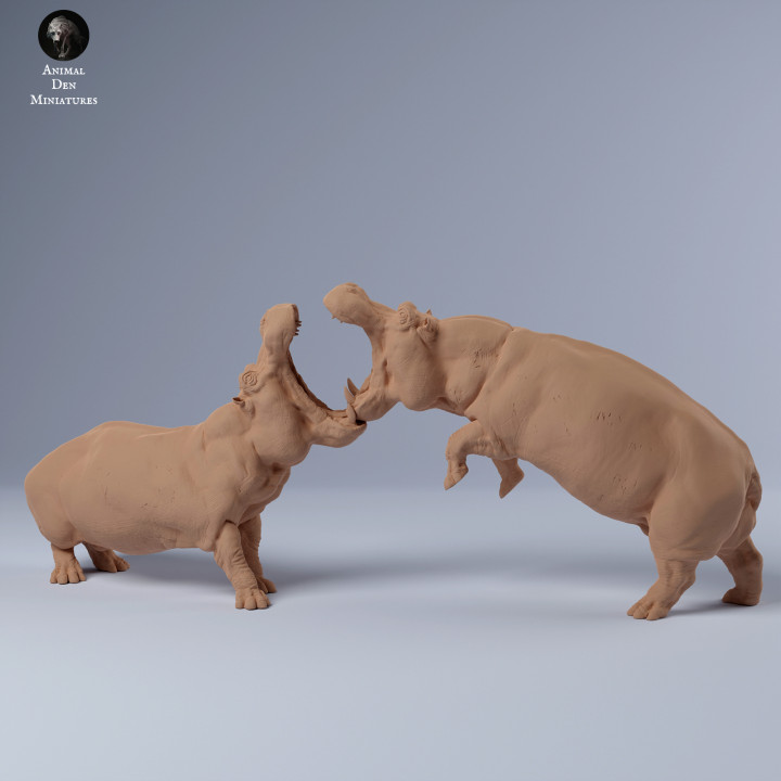 Hippos Fighting image