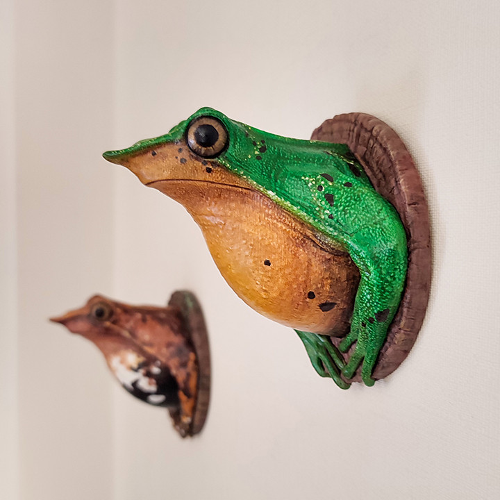 Wall Frog Darwin image