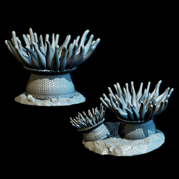 Giant Sea Anemones (2)