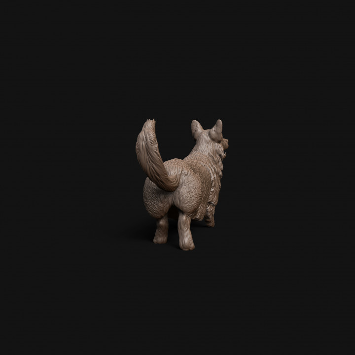 Corgi dog - pre supported image