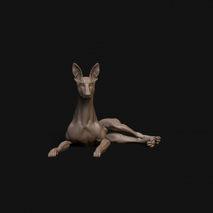 Pharaoh Hound dog laying down - pre supported