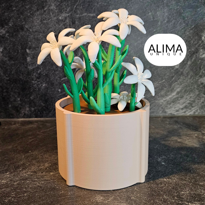 Charming lily plant for the office or home