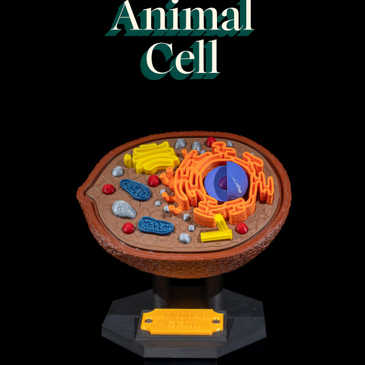 Animal Cell