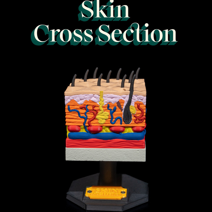 Skin Cross Section image