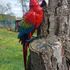 Scarlet Macaws (Ara macao) print image