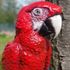 Scarlet Macaws (Ara macao) print image