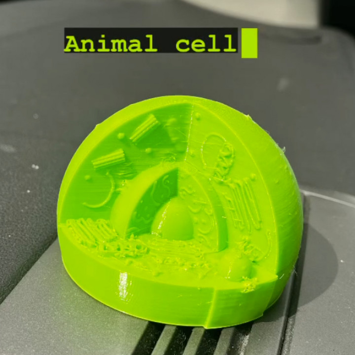 Single-Color Cell Model image