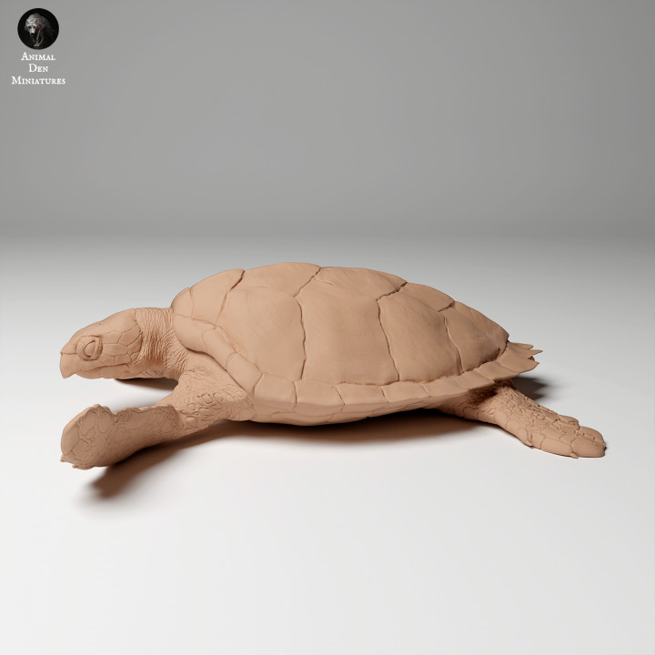 Hawksbill Sea Turtle (Eretmochelys imbricata) image