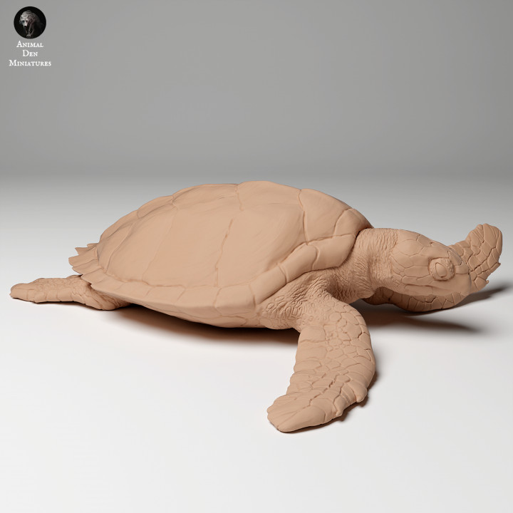 Hawksbill Sea Turtle (Eretmochelys imbricata) image
