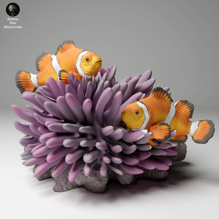 Common Clownfish image