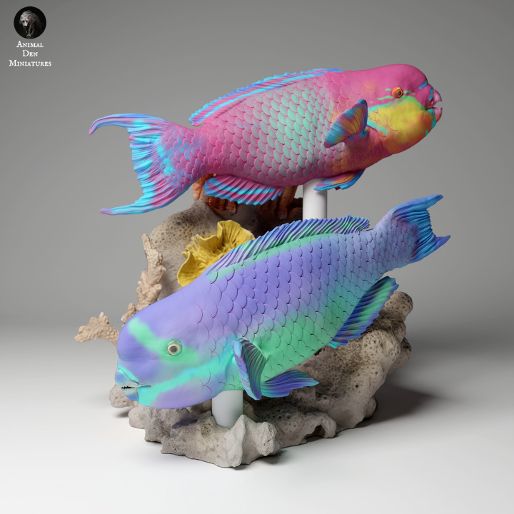 Steephead Parrotfish image