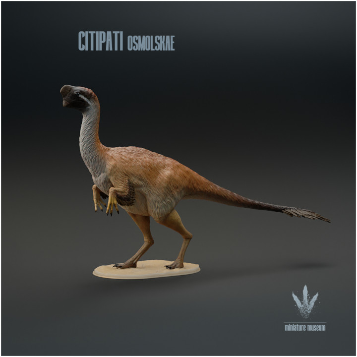 Citipati osmolskae : Mongolian Oviraptor image