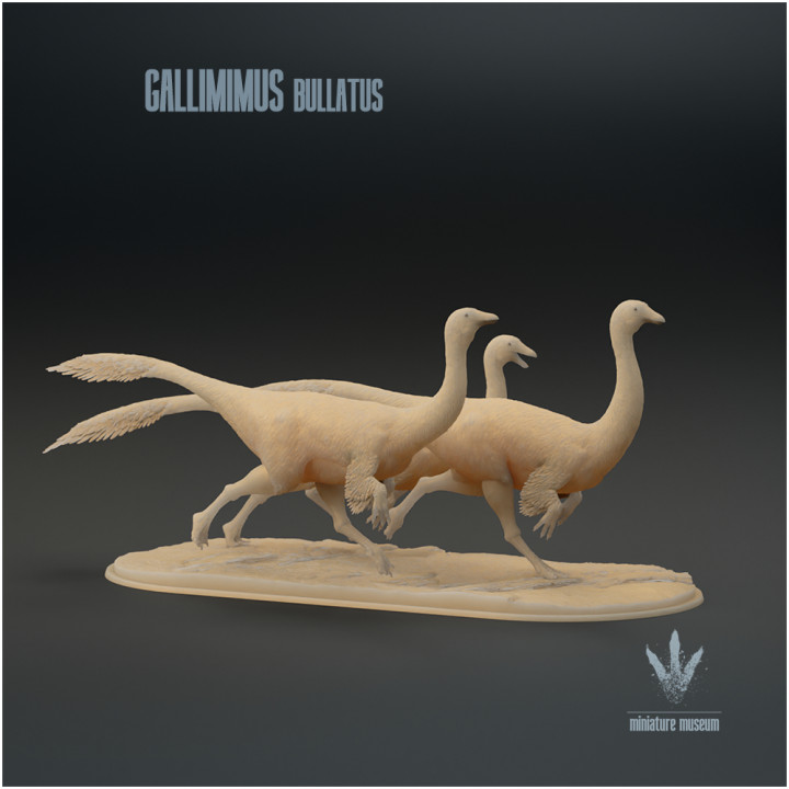 Gallimimus bullatus : Flock image