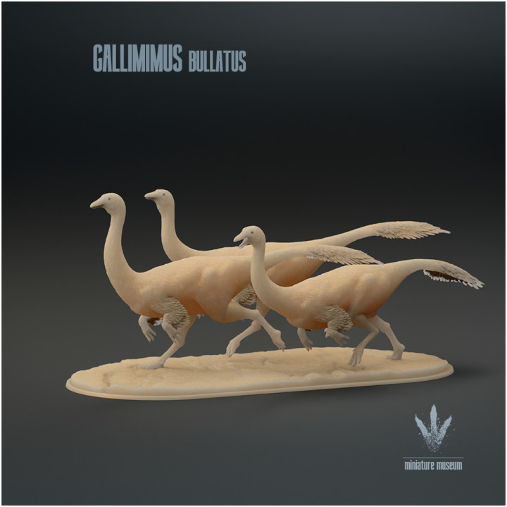 Gallimimus bullatus : Flock image