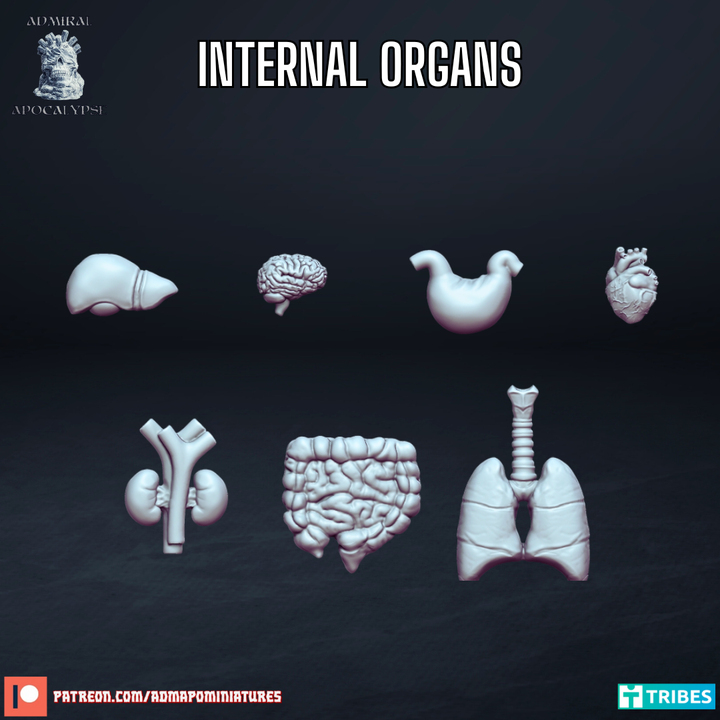 Internal Organs (Pre-supported)