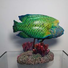 Picture of print of Napoleon or Humphead Wrasse 2