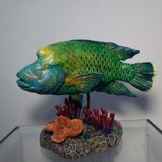 Picture of print of Napoleon or Humphead Wrasse 2