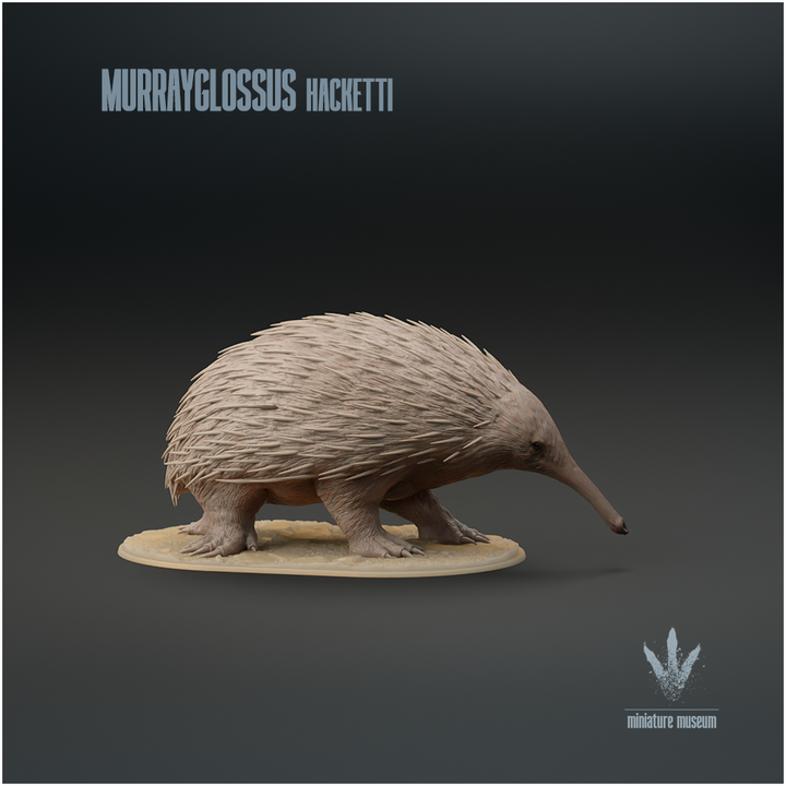 Murrayglossus hacketti : Giant Echidna image