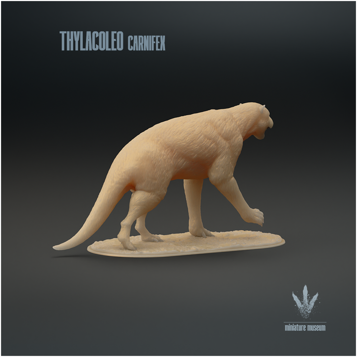 Thylacoleo carnifex : Walking image
