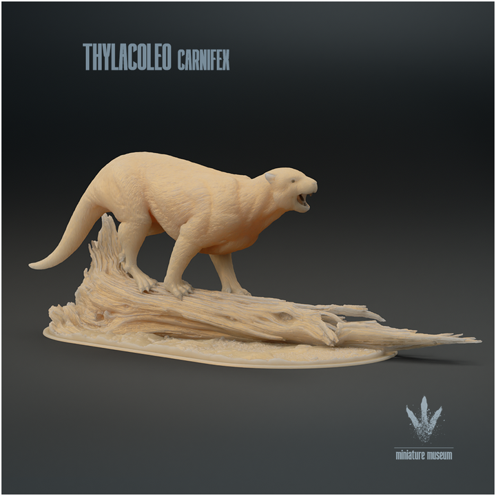 Thylacoleo carnifex : Snarl image