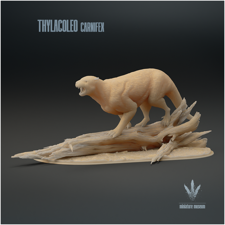 Thylacoleo carnifex : Snarl image