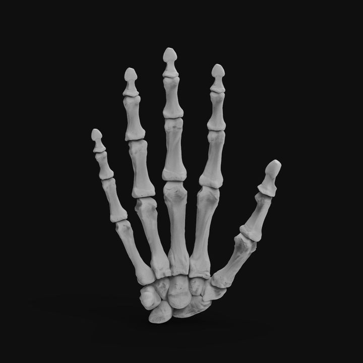 Skeleton Hand