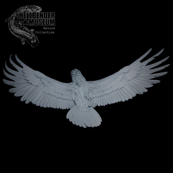 3D Printable Bearded Vulture Gypaetus barbatus Presupported